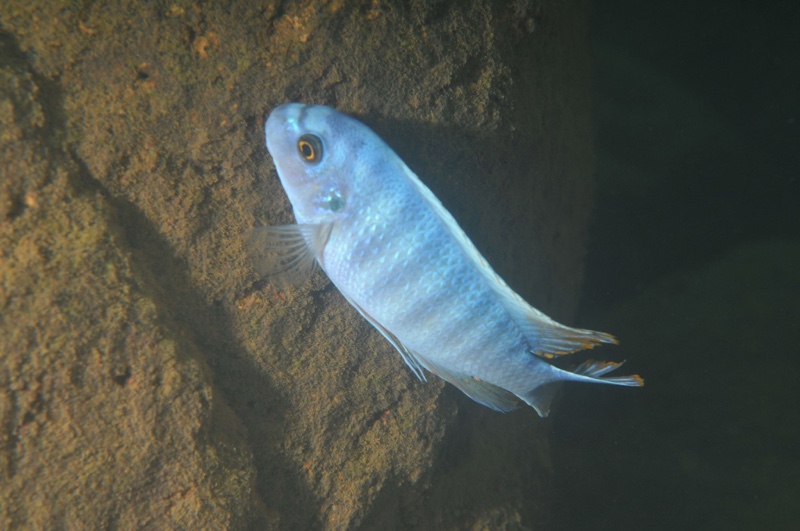 Labeotropheus fuelleborni 'Namalenje Island'